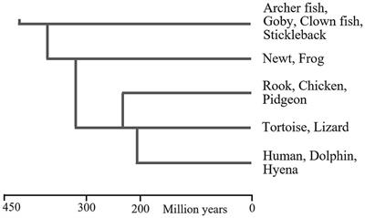 Humans, fish, spiders and bees inherited working memory and attention from their last common ancestor